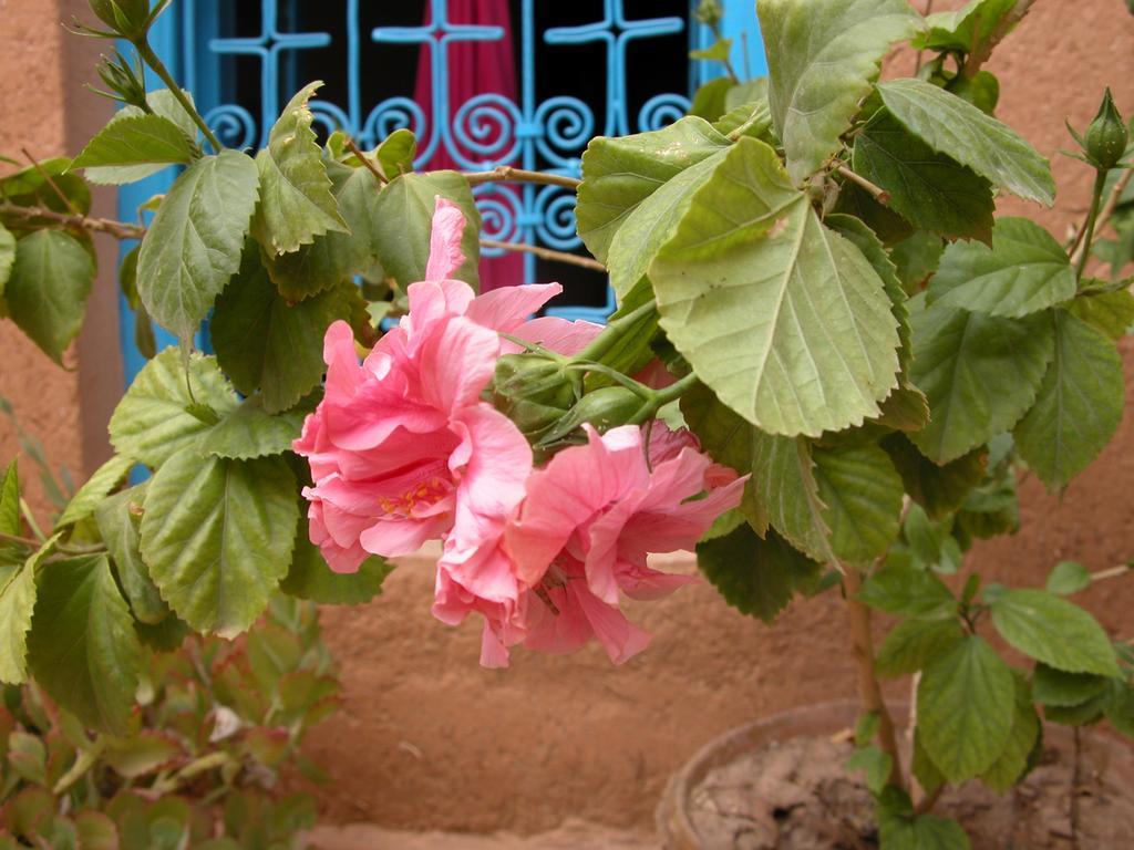Kasbah Iswan Bed & Breakfast Kelaat-M'Gouna Екстериор снимка