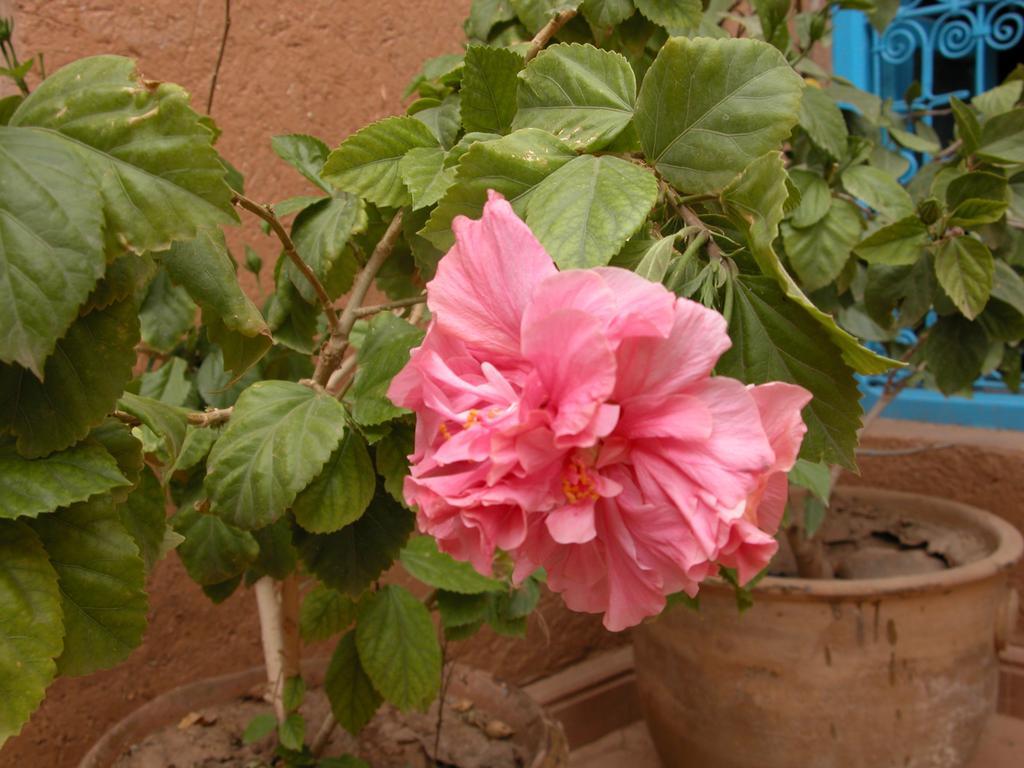 Kasbah Iswan Bed & Breakfast Kelaat-M'Gouna Екстериор снимка